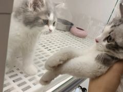 -lincat·猫舍(广州店)