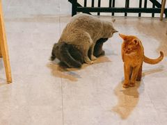 -猫房·猫吧·猫咖(龙湖时代汇店)