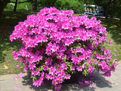 -上海滨江森林公园