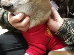 -逗柴咖啡屋·狗咖猫咖宠物桌游