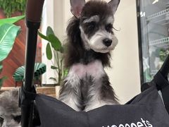 -FAELING PETS美天灵宠物(合生汇店)