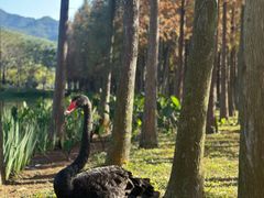 -森波拉奇妙世界