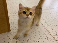 -猫域·湾主题猫咖·宠物吧(南坪城市广场店)