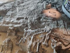 -自贡恐龙博物馆