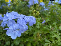 -深圳市中科院仙湖植物园
