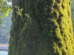 -杭州植物园