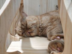 -猫和宫(六道口店)