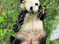 -卧龙中华大熊猫苑神树坪基地