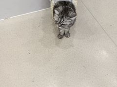 -共舞时光猫咖·狗咖(新街口店)