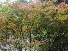 -重庆彩云湖湿地公园