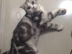 iphone_upload_pic-Bastet sally猫舍购宠(静安店)