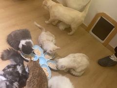 -猫腻·猫咖·撸猫馆(星光大道店)