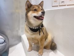 -柴务处·柴犬主题狗咖