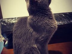 -猫色咖啡·猫咖