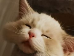 -momokira米努特·德文卷毛猫·棉花面纱犬