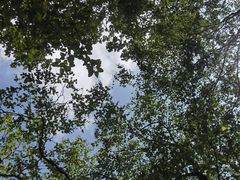 -朱雀国家森林公园