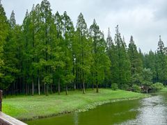 -黄海国家森林公园