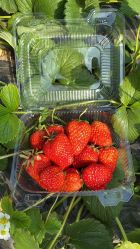 -蓝呗呗蓝莓草莓采摘园(通州区马驹桥店)