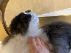 -飞行喵MR PILOT|猫舍·猫咖(静安大融城店)
