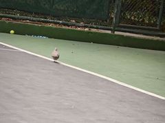 -快网网球俱乐部(徐汇爱建园店)