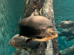 -上海海洋水族馆