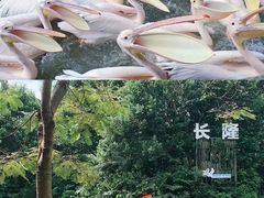 -广州长隆飞鸟乐园