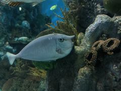 -上海海洋水族馆