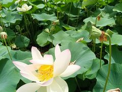 -莲花池公园