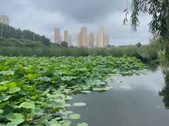 -前关湿地公园