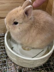 -神奇动物撸宠馆·羊驼·小浣熊·异宠(豫园店)