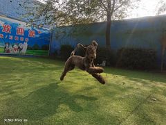 -宠物寄养训练学校