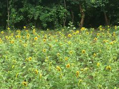 -盘龙城国家考古遗址公园