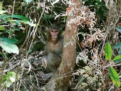 -梧桐山风景名胜区