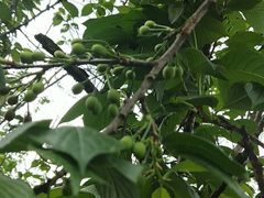 -樱桃山旅游景区