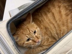 -心仪动物医院·牙专科·肿瘤·心脏科(西客站院)