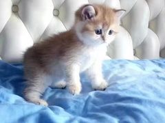 -东方名猫馆·英短金渐层布偶猫舍(环线广场1号楼店)