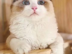 在新家的赛级布偶宝贝五个月返图-Bastet sally猫舍购宠(静安店)