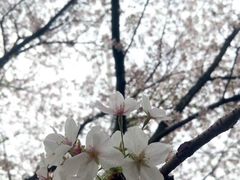 -武汉大学-樱园