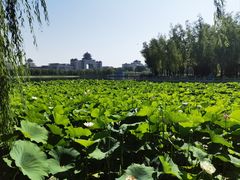 -莲花池公园