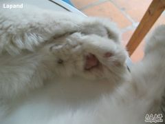 -Babycat私家御饼屋(龙头路一店)