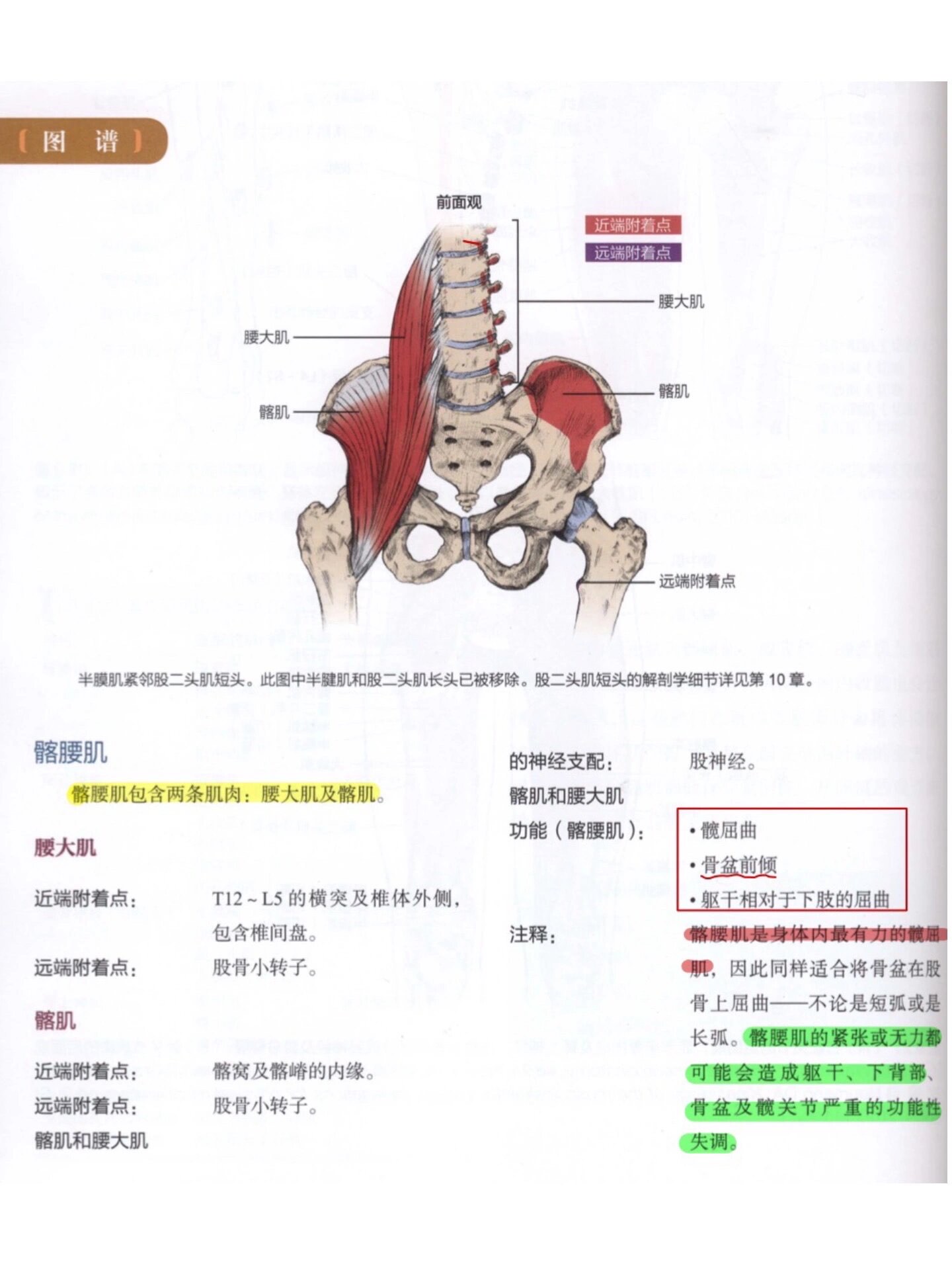 髂腰肌牵伸图片