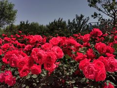 -大兴滨河森林公园