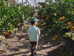 -前小桔亲子创意农场·草莓采摘·露营烧烤