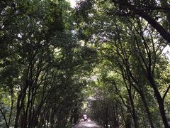 -灵谷景区