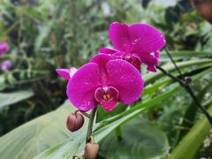 -东莞植物园