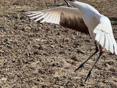 -盐城丹顶鹤湿地生态旅游区