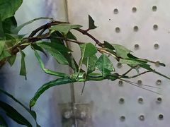 -上海大自然野生昆虫馆(东方明珠·爬宠昆虫探索中心)
