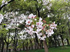 -陆家嘴中心绿地