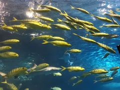 -太平洋海底世界