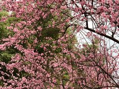 -重庆市江北嘴中央商务区中央公园